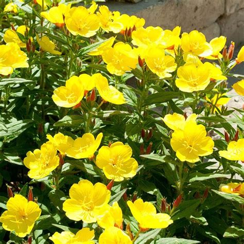 Enjoy The Evening With Yellow Primrose Annualperennial Flower Etsy