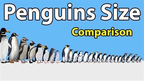 Penguins Size Comparison To Humans In Penguins Famous Species In