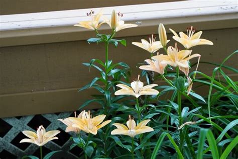 "Asiatic Lilies" Images – Browse 376 Stock Photos, Vectors, and Video ...