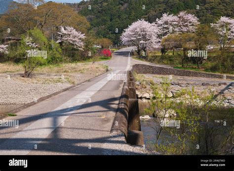 Daiichi Mishima Bridge, Shimanto River and cherry blossoms Stock Photo - Alamy