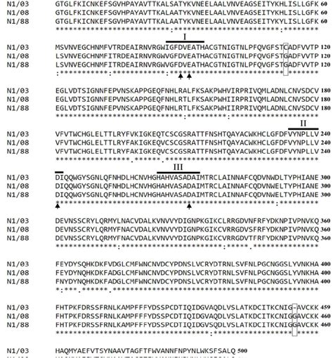 Multiple Alignment Of The Amino Acid Residues Encoded By The