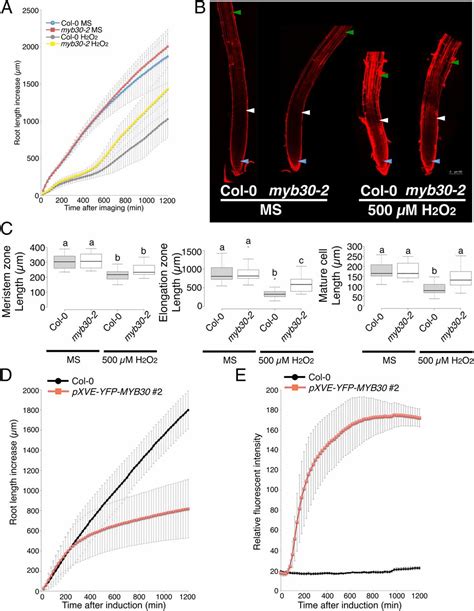 Myb30 Links Ros Signaling Root Cell Elongation And Plant Immune