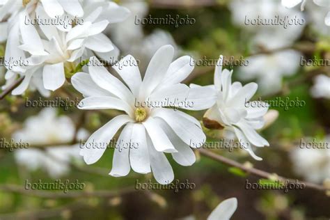 Images Magnolia Stellata Royal Star Images Of Plants And Gardens