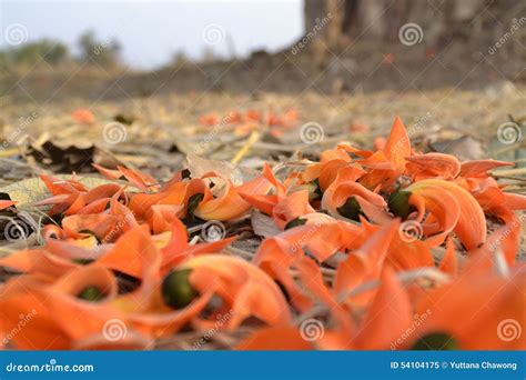 Palas flowers stock image. Image of palas, ornamental - 54104175