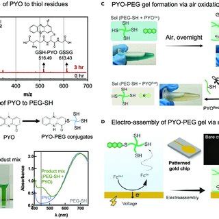 Pyocyanin Pyo Thiol Conjugation And Incorporation Of Pyo Conjugate