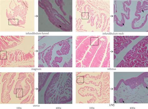 The Photograph Of Oviduct Epithelial Cells The Arrow In The Figure Is