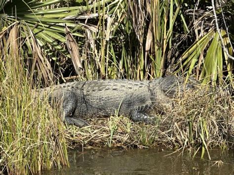 JEAN LAFITTE SWAMP TOUR - Updated January 2025 - 1469 Photos & 570 ...