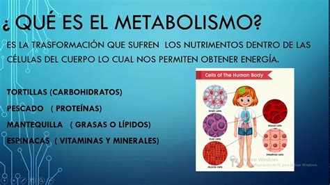 Metabolismo Catabolismo Y Anabolismo YouTube