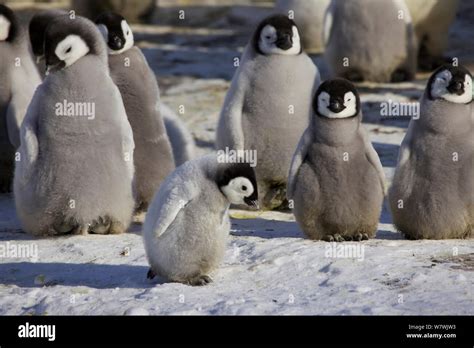 Groupe De Manchots Empereur Banque De Photographies Et Dimages Haute