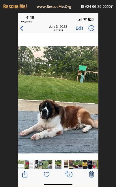 Adopt Saint Bernard Rescue Marysville Oh