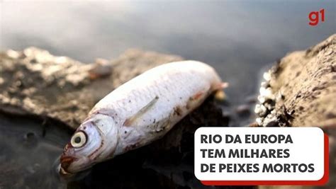 Milhares De Peixes S O Encontrados Mortos Em Rio Entre Alemanha E