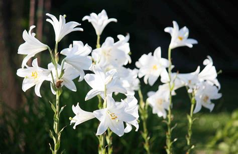 9 Lily Types to Grow in the Garden