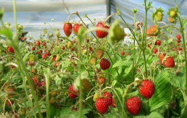 Strawberry Consumption May Improve Cognitive Function In Older Adults