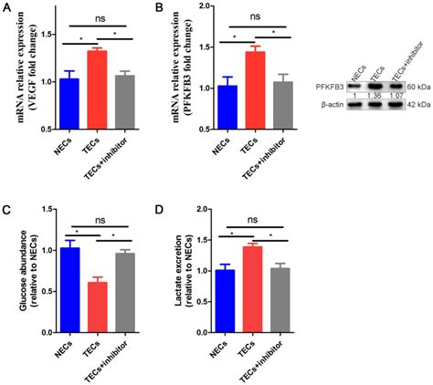 Cox‑2 Inhibition In The Endothelium Induces Glucose Metabolism