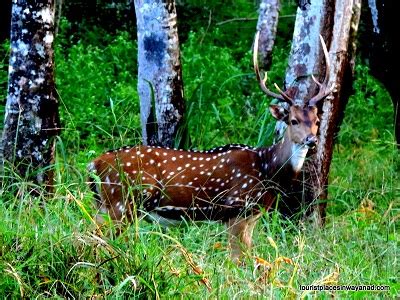 Bangalore to Wayanad Bus Package | Bangalore to Wayanad Distance