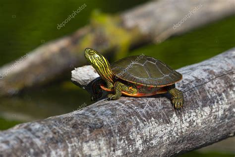 La Tortuga Pintada Chrysemys Picta Es Una Tortuga Nativa De Am Rica