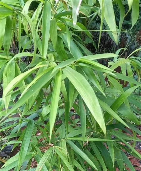 Phyllostachys Aureosulcata ★ Yellow Groove Bamboo Plantitude Kenya