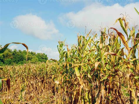 corn field during harvest and blue sky,Dry corn fields ready for ...