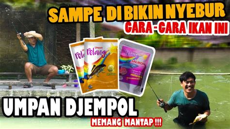 Umpan Yang Simpel Djempol Amis Gurih Cukup Dadakan Bikin Di Kolam Tapi