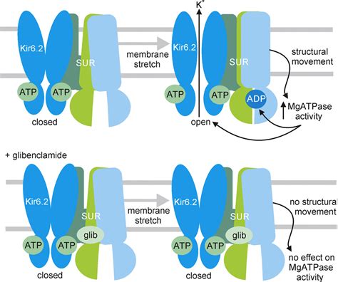 The Mechano Sensitivity Of Cardiac ATP Sensitive Potassium Channels Is