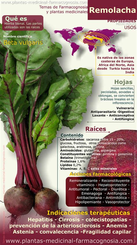 Propiedades Y Beneficios De La Remolacha Infografia Farmacognosia