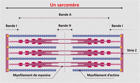 Cellule Musculaire Et Contraction Biologie101