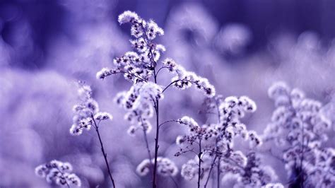 Aprender acerca 70+ imagen fond d'écran fleur violet - fr.thptnganamst ...