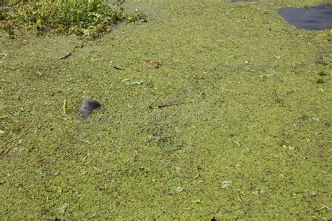 Manatee eating stock image. Image of eating, life, fish - 7195029