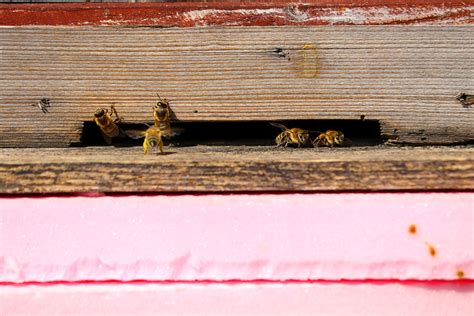 Honeybees Are Feeling The Heat Modern Farmer