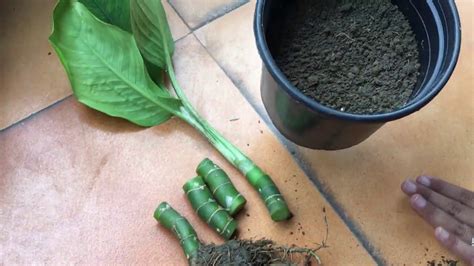 How To Grow Dieffenbachiadumb Cane By Cutting Repottingpropagation