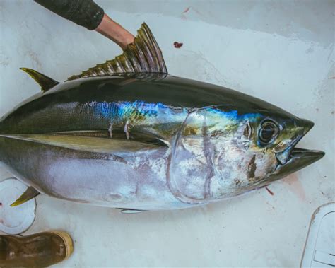 Albacore Tuna Local Fish