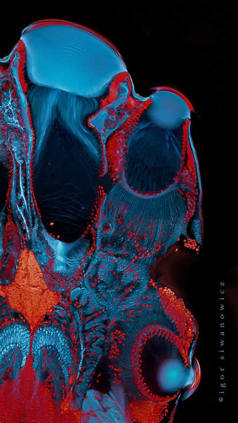 Jumping spider's eyes, confocal scanning laser microscope image ...