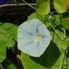 Ipomoea Grannyvine Morning Glory Ipomoea Tricolor Blue Star