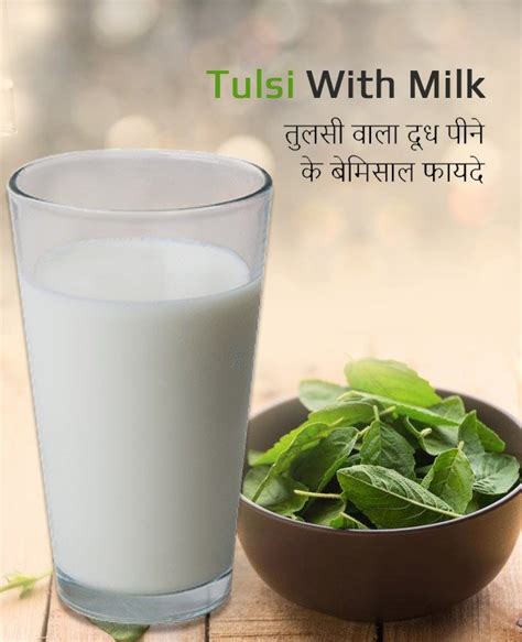 Healthier You तुलसी वाला दूध पीने के बेमिसाल फायदे Amazing Benefits Of Drinking Milk With