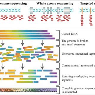 Illustration Of The Whole Genome Whole Exome And Targeted Gene S