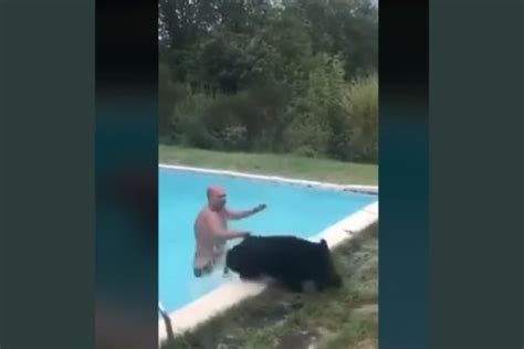 Vidéo un homme sort un sanglier d une piscine l animal le charge en