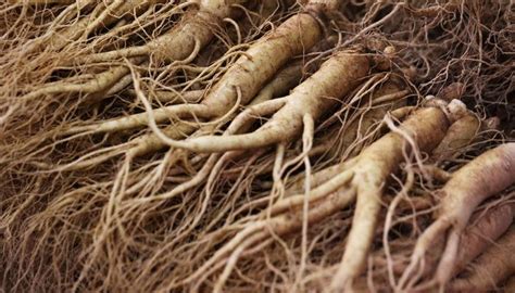 Ginseng nedir ve faydaları nelerdir Ginseng ne için kullanılır