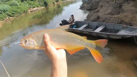 PIRAPUTANGA GIGANTESCA E MUITAS FISGADAS PESCA NO RIO MIRANDA