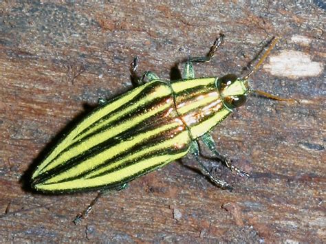 Jewel Beetle Paracupta Sulcata Vanua Levu Fiji Beetle Insect