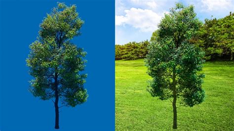 Realistic Tree Green Screen Green Screen Tree Effect Vfx Youtube