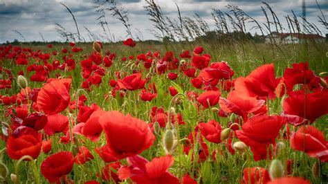 Graphics Poppies Flowers White Background Abstract K Hd Wallpaper