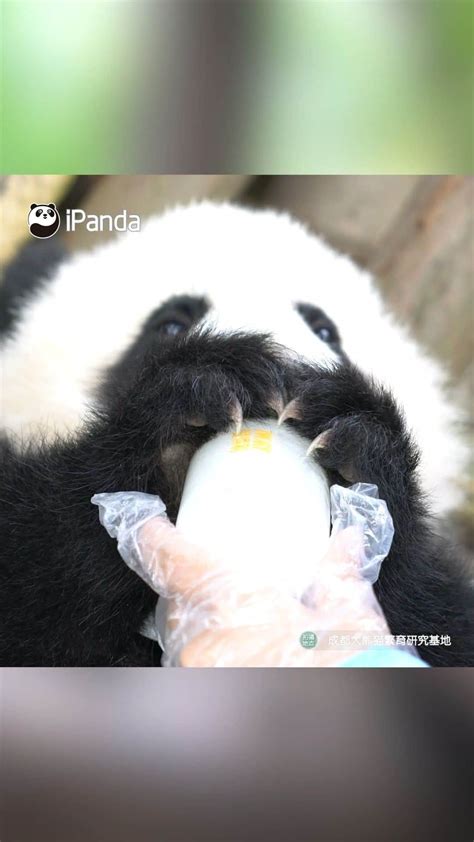 Ipanda Ipandainstagram Rubbing Her Belly While Drinking