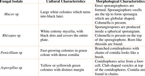 Cultural And Morphological Characteristics Of Identified Fungi