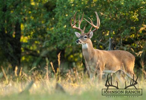 Native Texas Whitetail Deer Live Photos Johnson Ranch