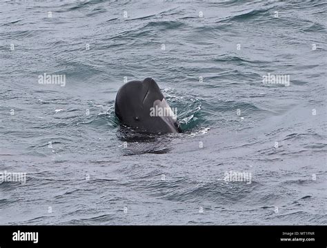 Long Finned Pilot Whale Hi Res Stock Photography And Images Alamy