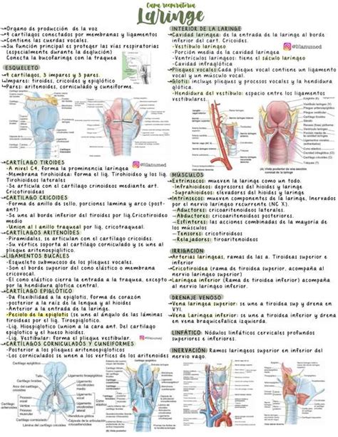 Anatomía De Laringe Frida Sangines Udocz