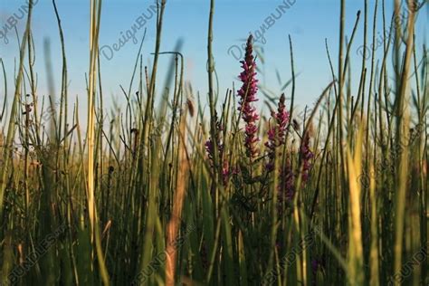 Meadow Grass, background