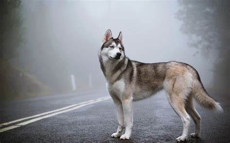 🔥 [48+] Siberian Husky Wallpapers Free | WallpaperSafari