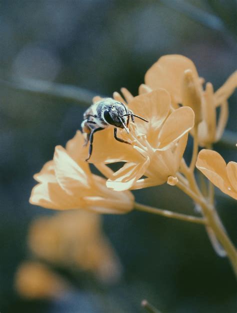 Black And Brown Honey Bee On White Flower · Free Stock Photo