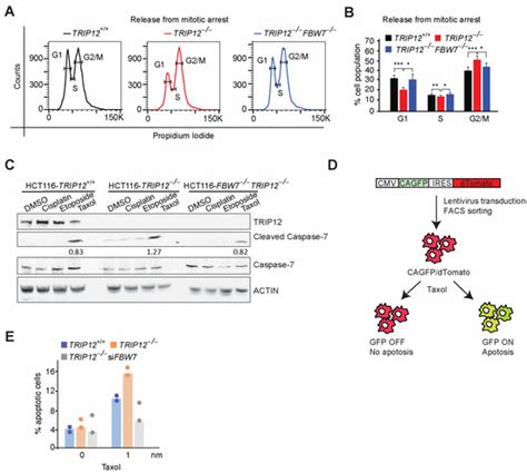 Cancers Free Full Text E3 Ubiquitin Ligase TRIP12 Controls Exit